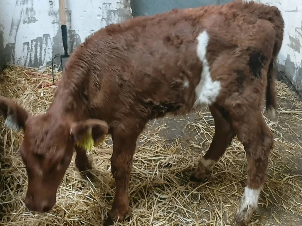 Red Angus Heifer Calf - Image 4