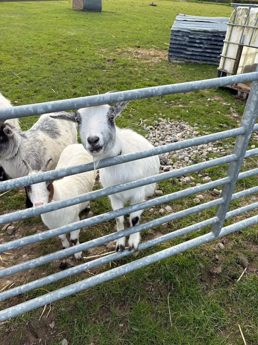 Pair of female Pygmy goats - Image 3