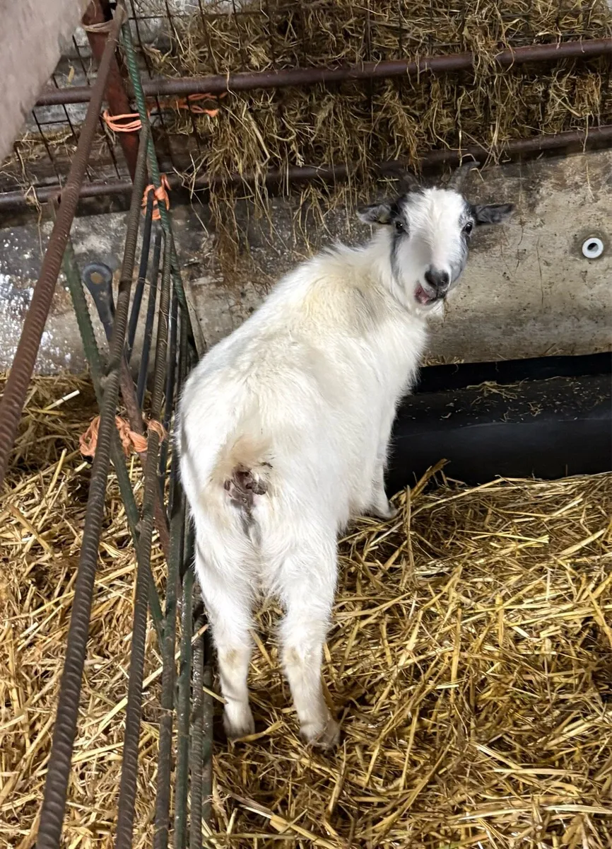 Pair of female Pygmy goats - Image 4