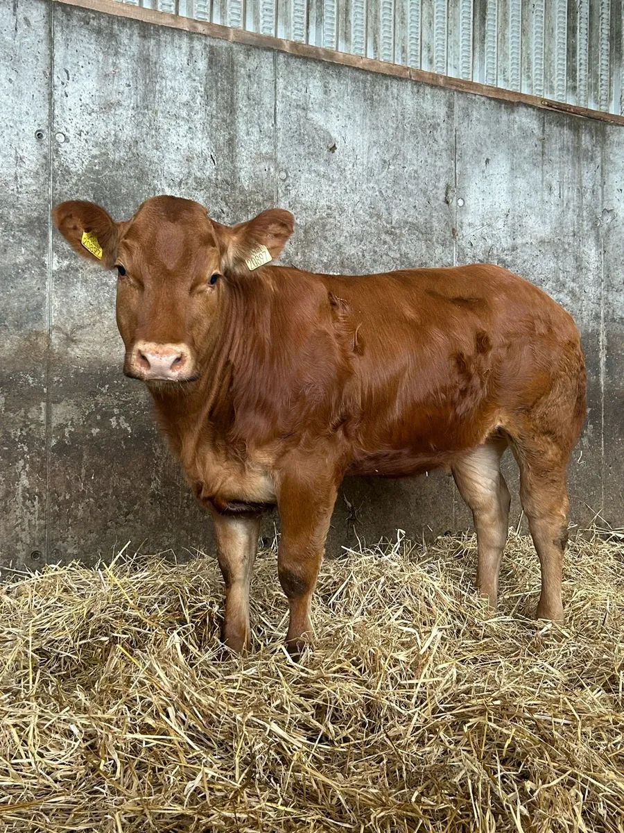 Serious Full Hybrid Blue Heifer - Image 4