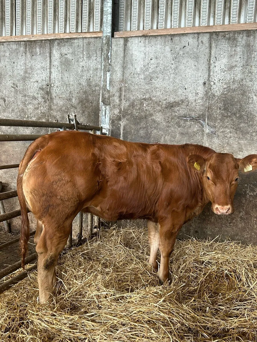 Serious Full Hybrid Blue Heifer - Image 2