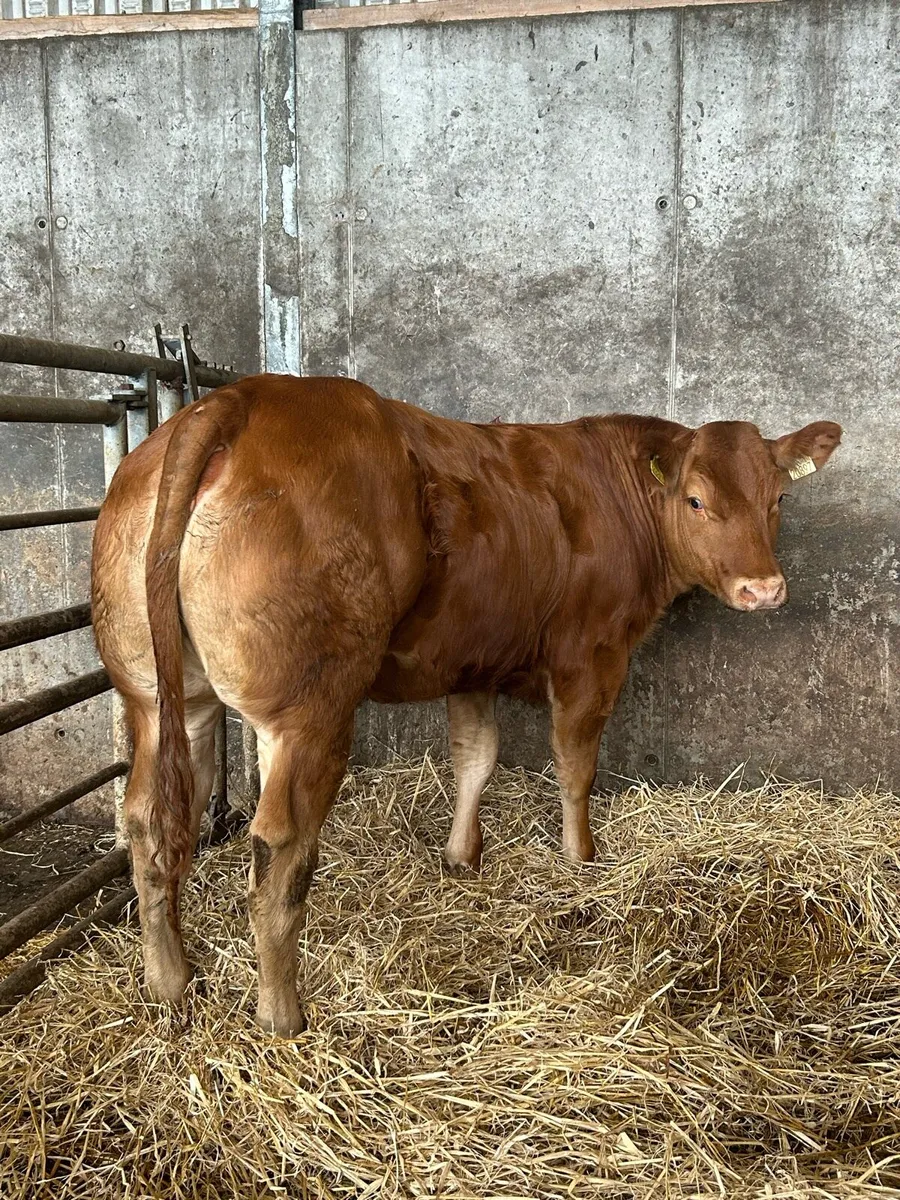 Serious Full Hybrid Blue Heifer - Image 3