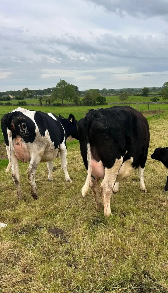 Calved Friesian Heifers for sale - Image 1