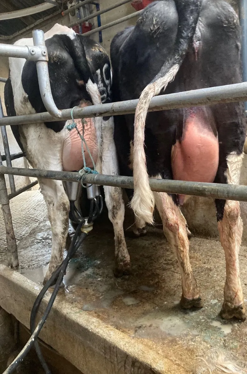Calved Friesian Heifers for sale - Image 2