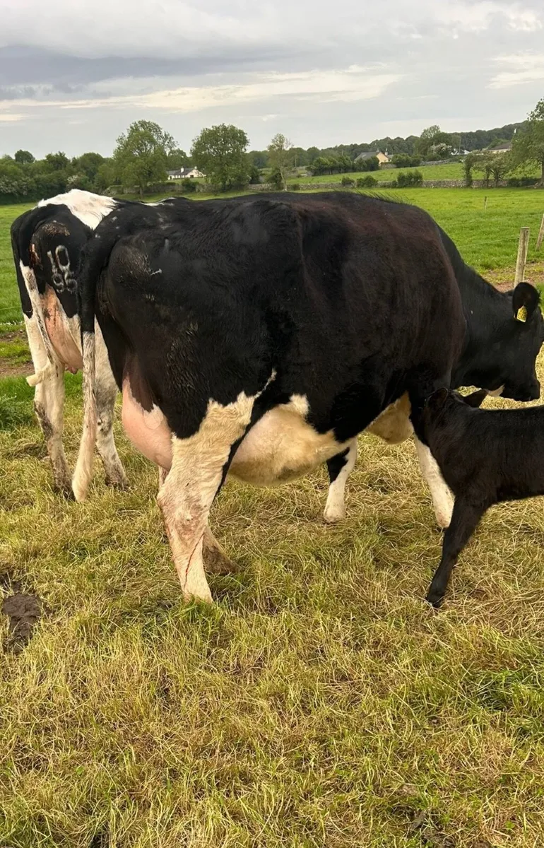 Calved Friesian Heifers for sale - Image 3