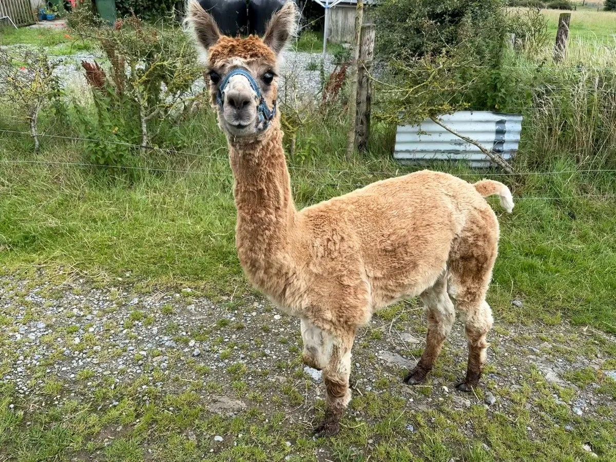 Male alpaca for sale - Image 2