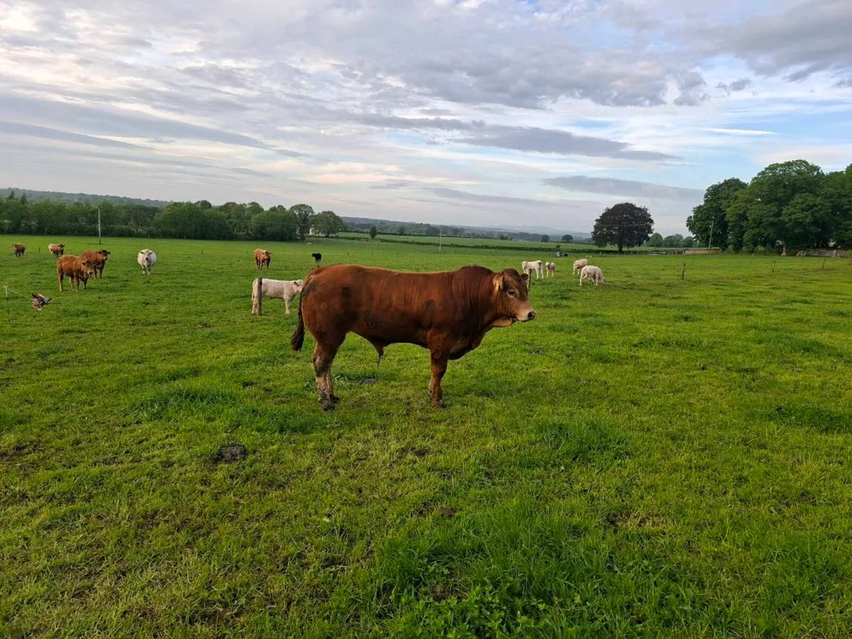 Limousin bulls - Image 1