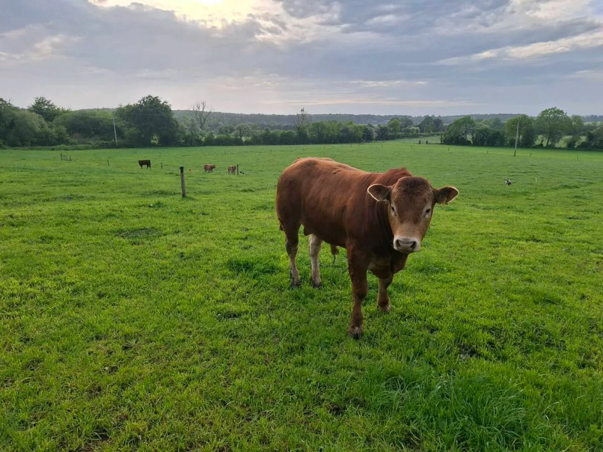 Limousin bulls - Image 2