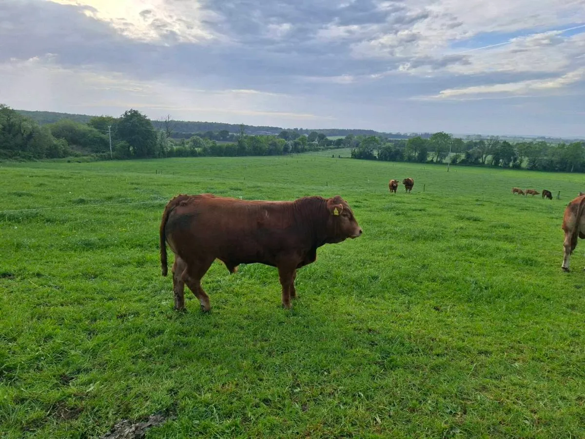 Limousin bulls - Image 3