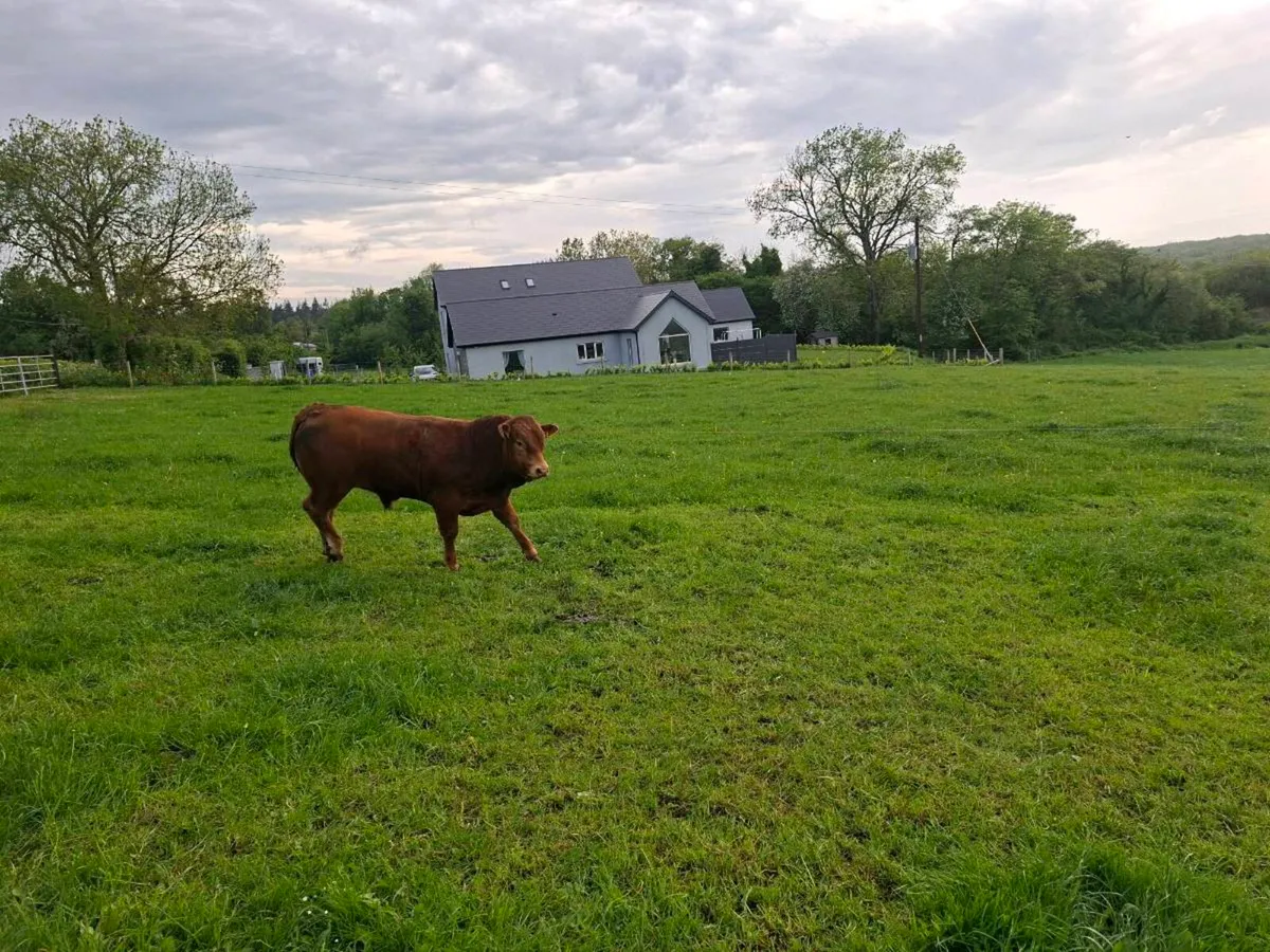 Limousin bulls - Image 4