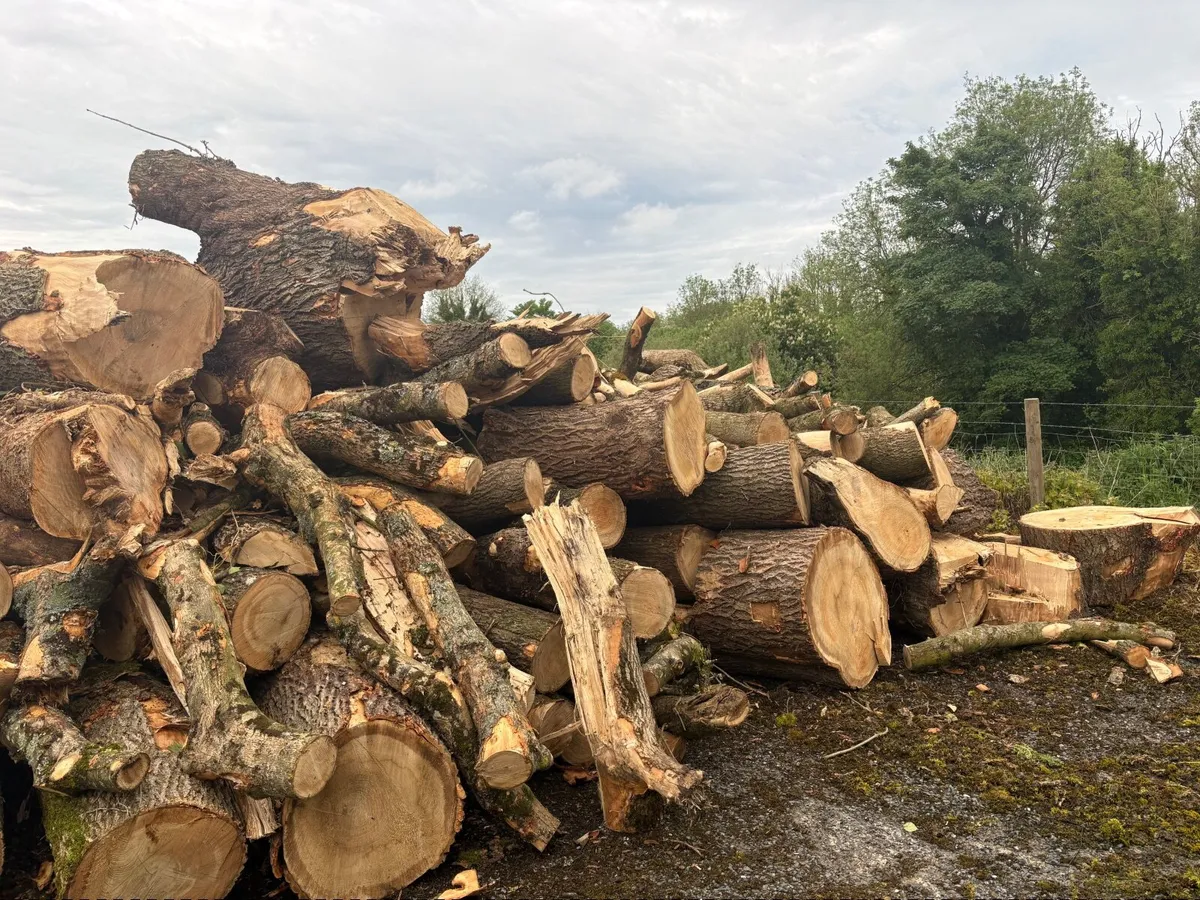 Firewood 34 tonne - Image 2