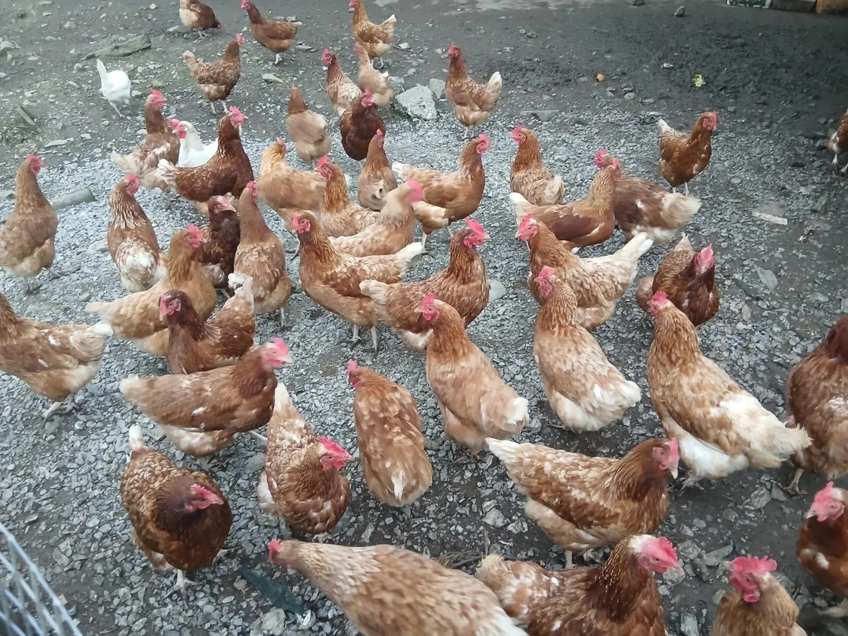 Laying hens - Image 1