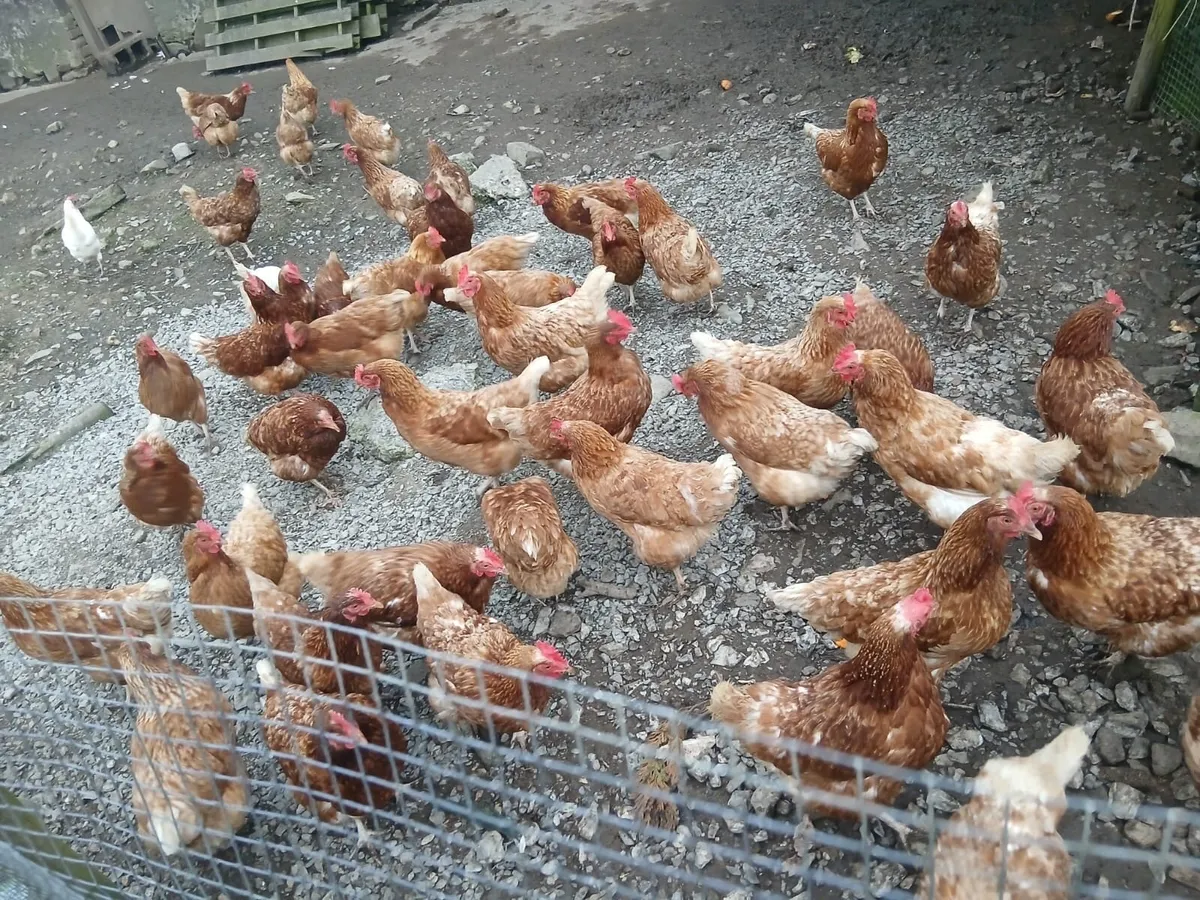 Laying hens - Image 2