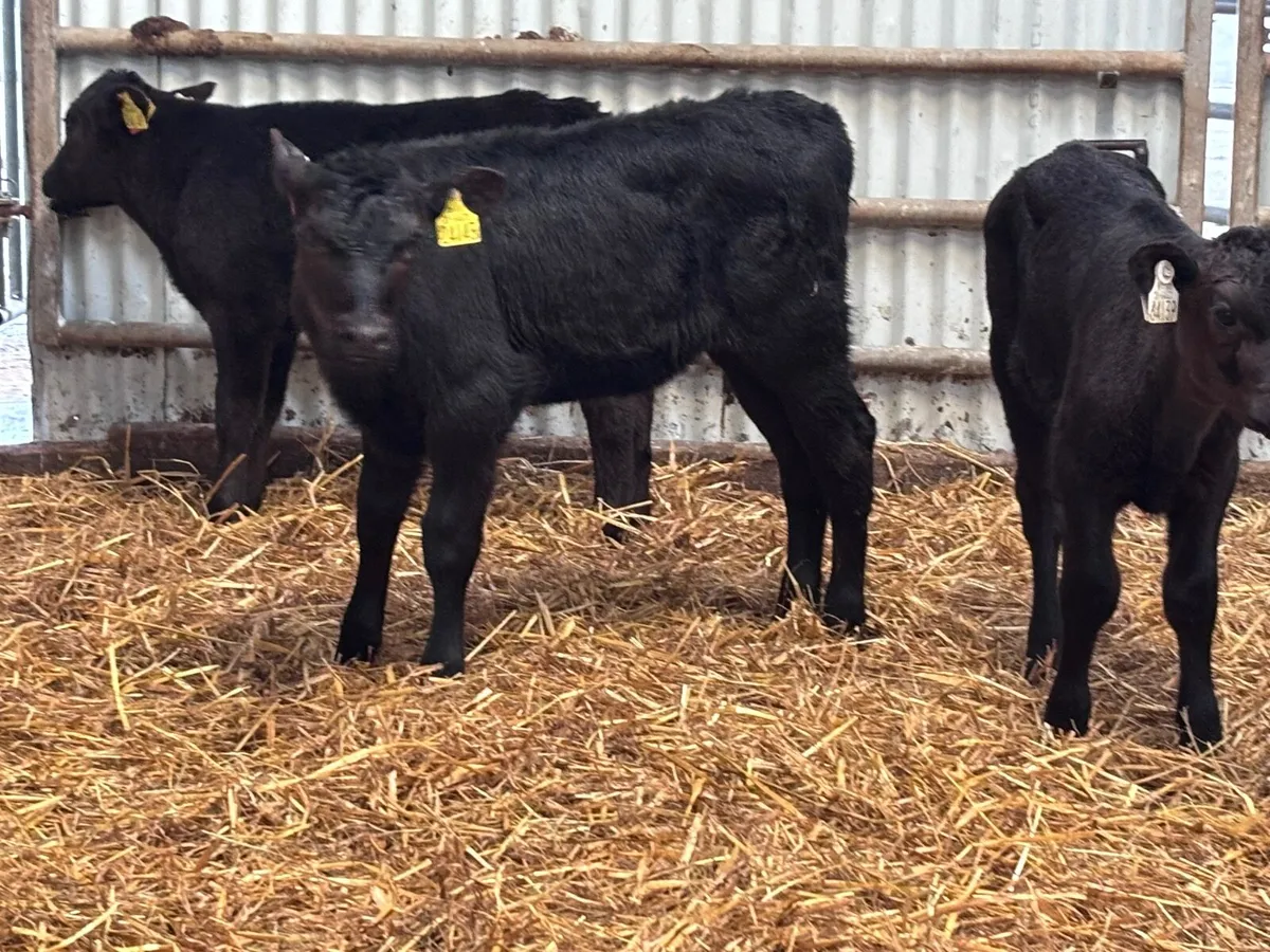 Four 6-8 week old ANGUS calves for sale - Image 3