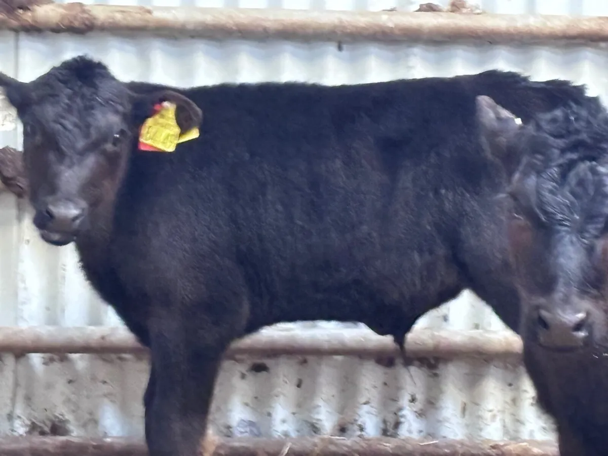 Four 6-8 week old ANGUS calves for sale - Image 2