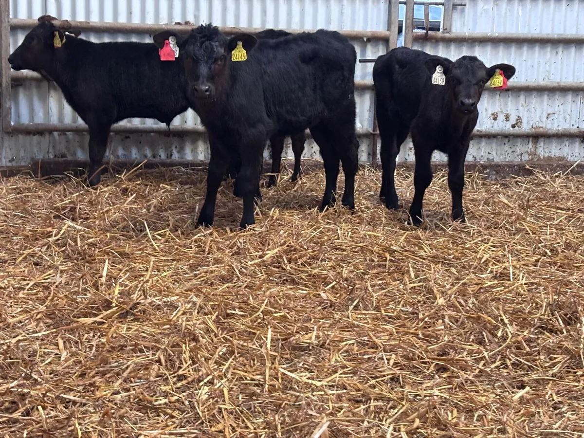 Four 6-8 week old ANGUS calves for sale - Image 1
