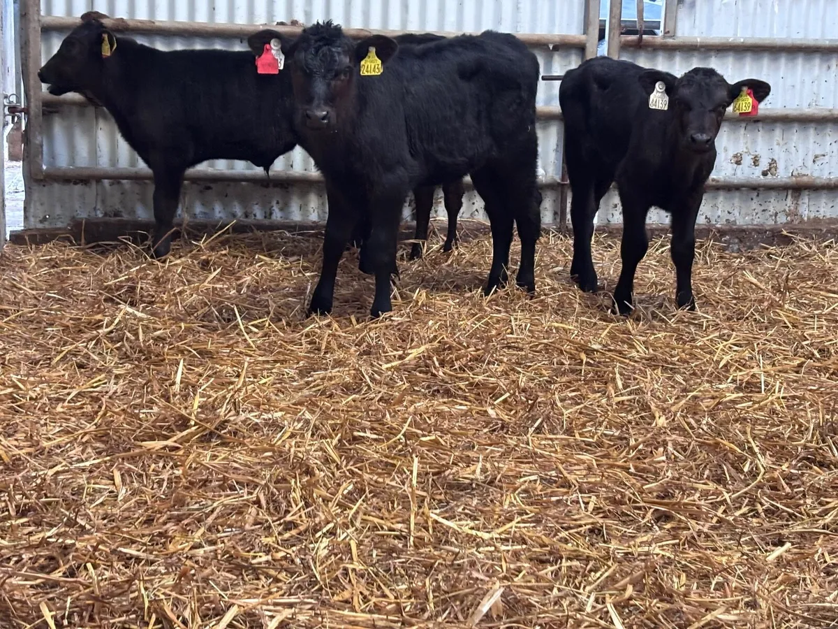 Four 6-8 week old ANGUS calves for sale - Image 4
