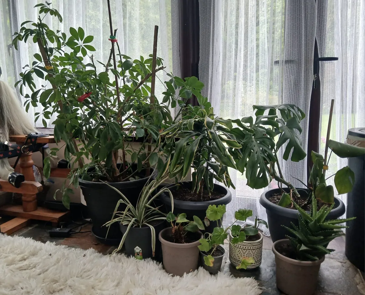 Indoor plants and pots