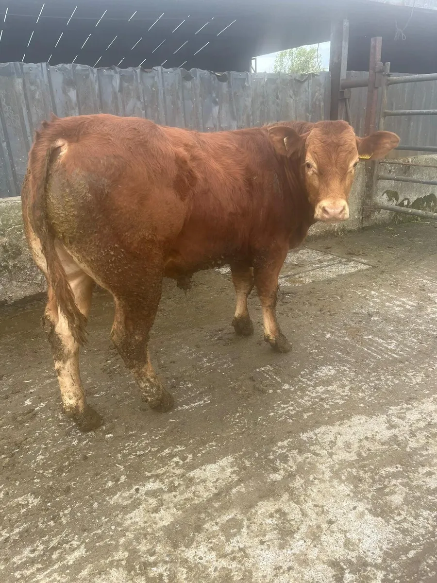 9 bulls ballinasloe mart 23rd may - Image 3