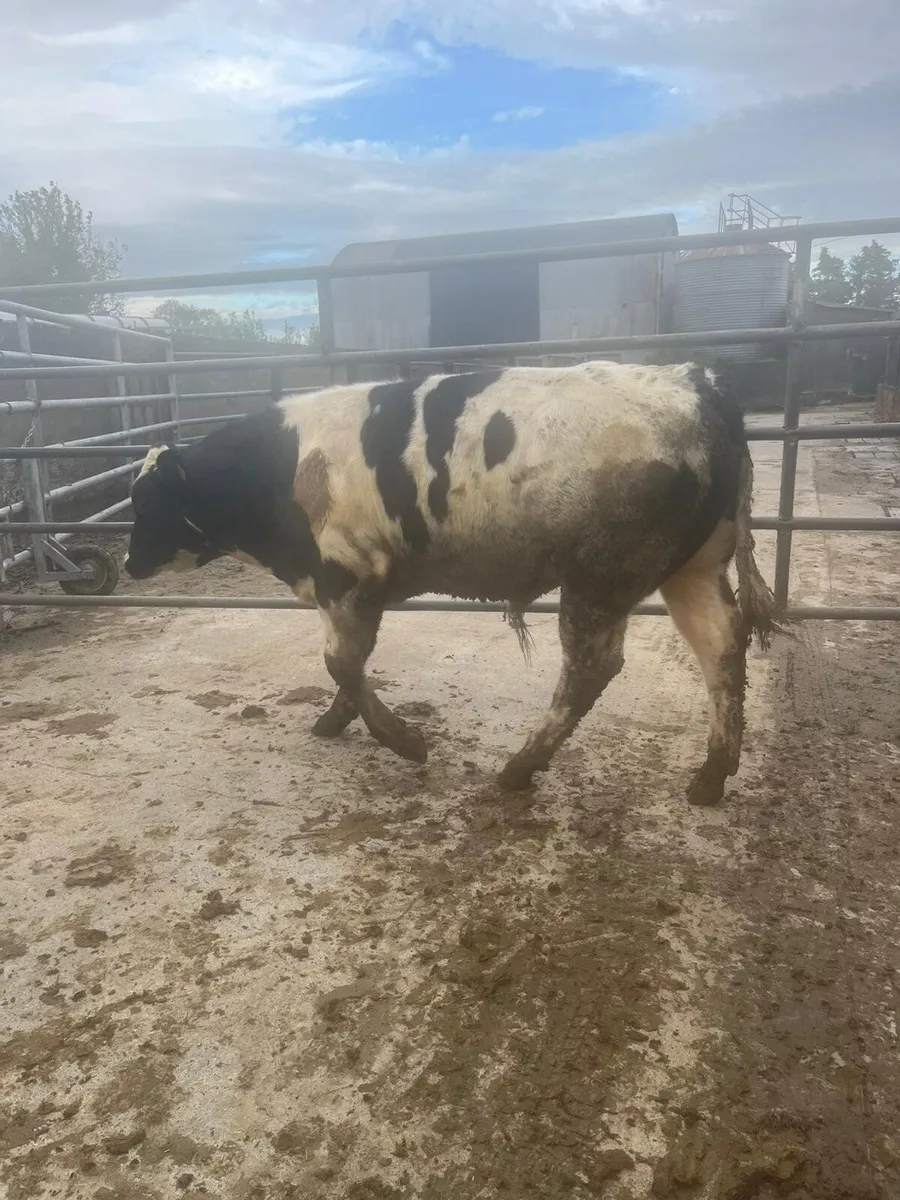 9 bulls ballinasloe mart 23rd may - Image 4