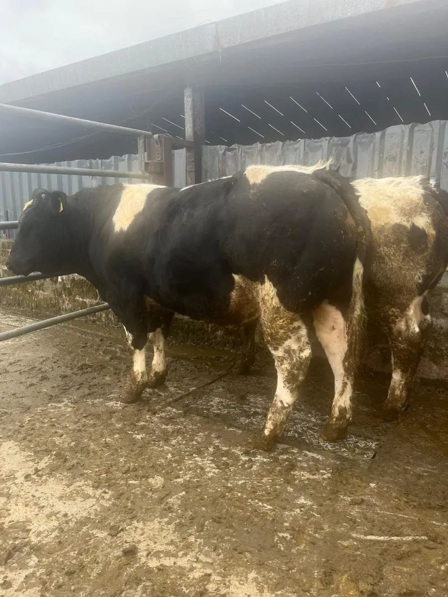 9 bulls ballinasloe mart 23rd may - Image 1