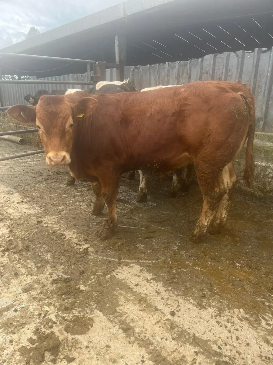 9 bulls ballinasloe mart 23rd may - Image 2