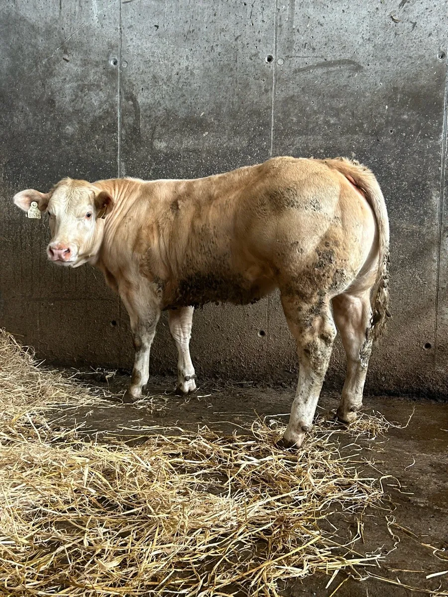 Cracking E Grade Charolais Heifer - Image 1