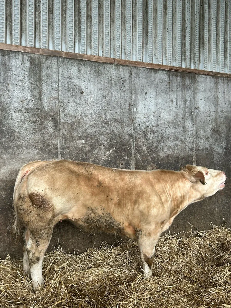 Cracking E Grade Charolais Heifer - Image 2