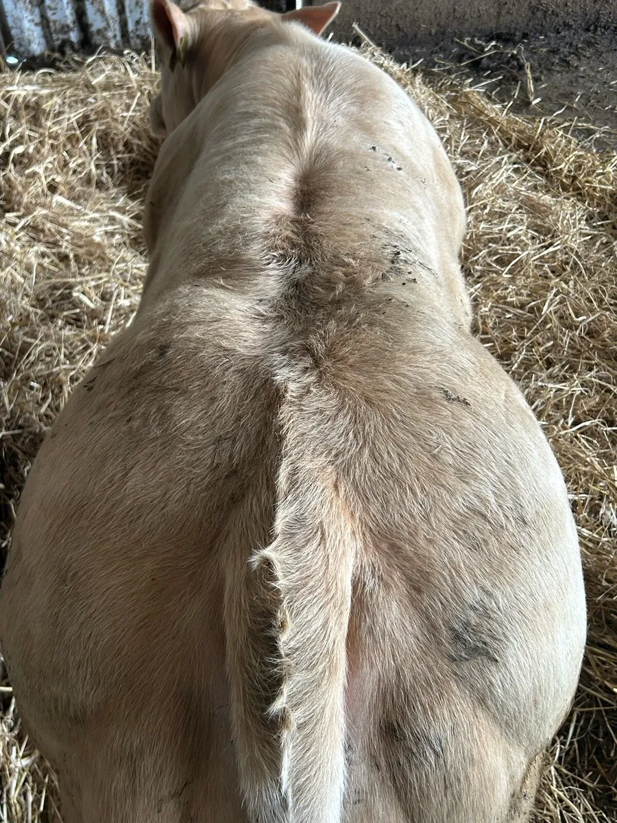 Cracking E Grade Charolais Heifer - Image 3