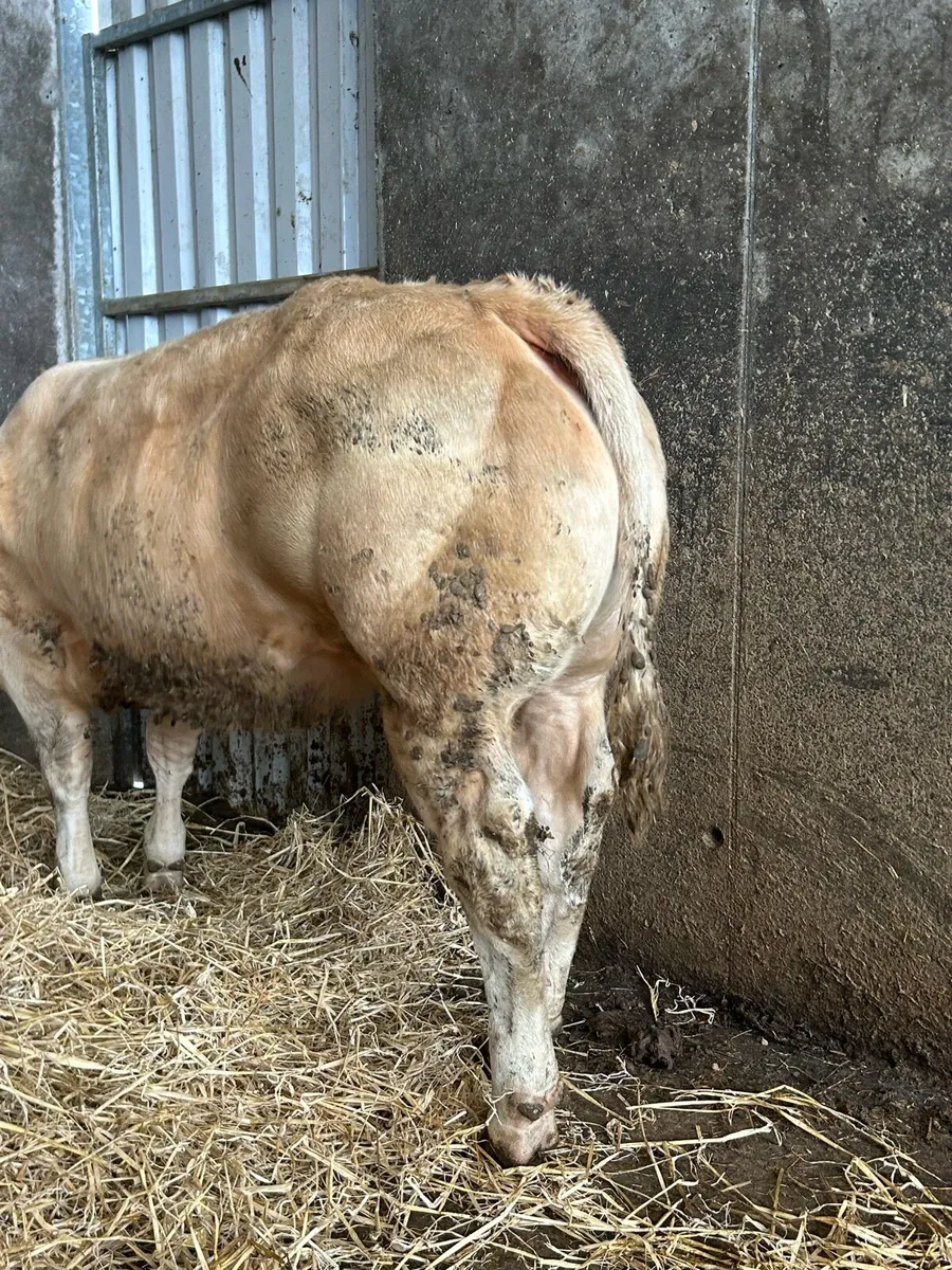 Cracking E Grade Charolais Heifer - Image 4