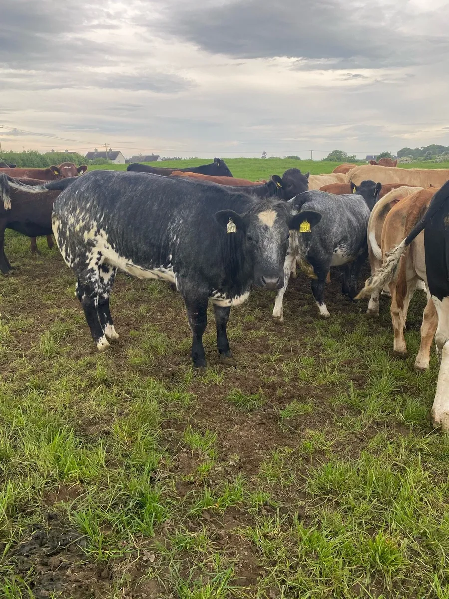 Heifer for sale all Ai bred - Image 1