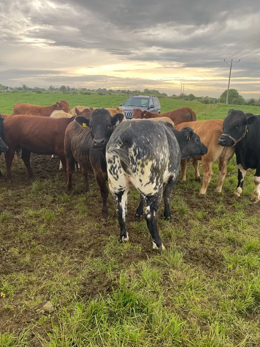 Heifer for sale all Ai bred - Image 2