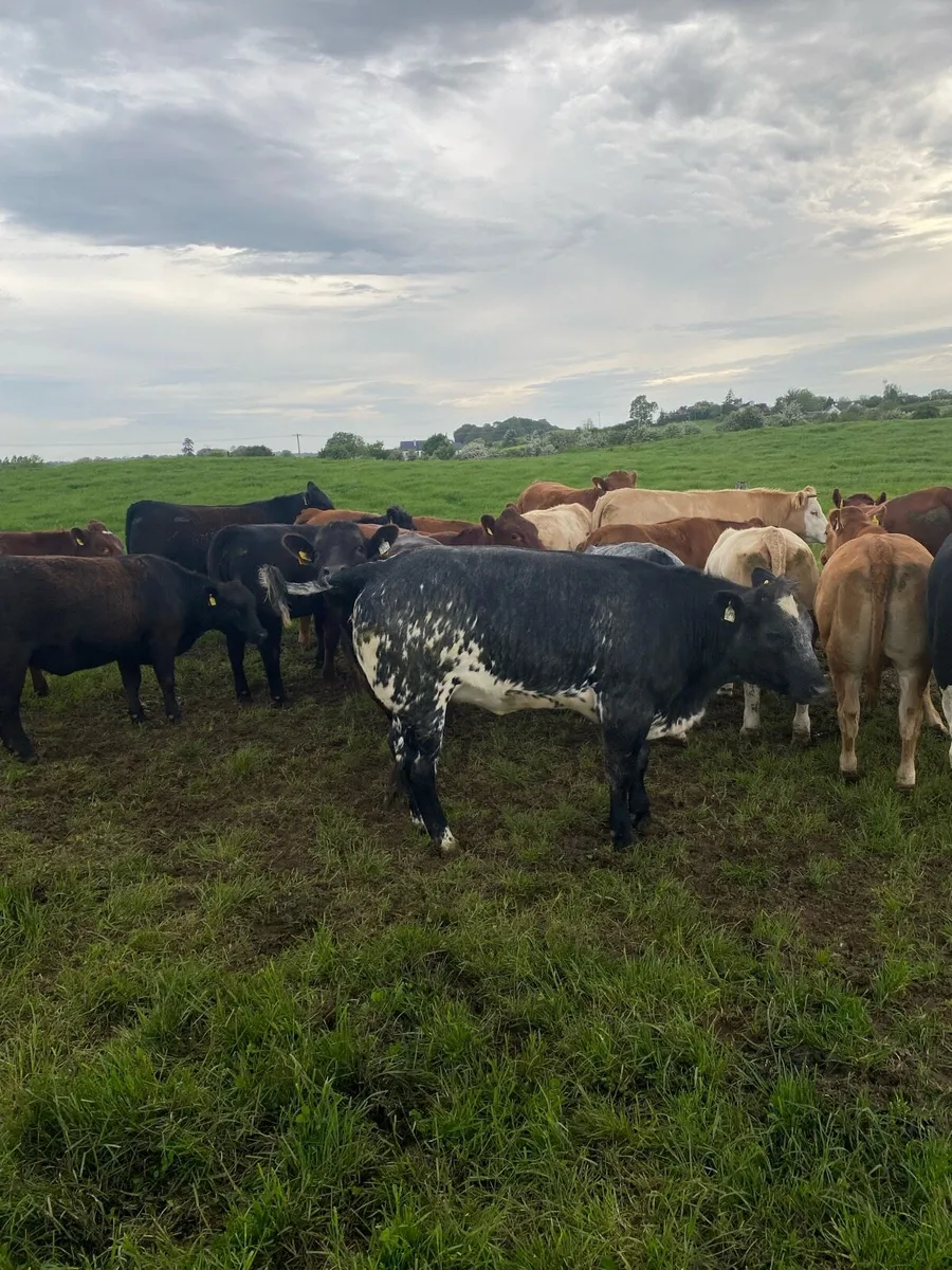 Heifer for sale all Ai bred - Image 3