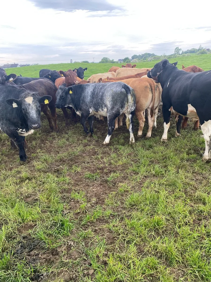 Heifer for sale all Ai bred - Image 4
