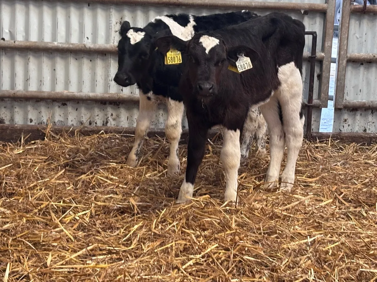 Two Freisan heifer calves for sale @€240 - Image 3