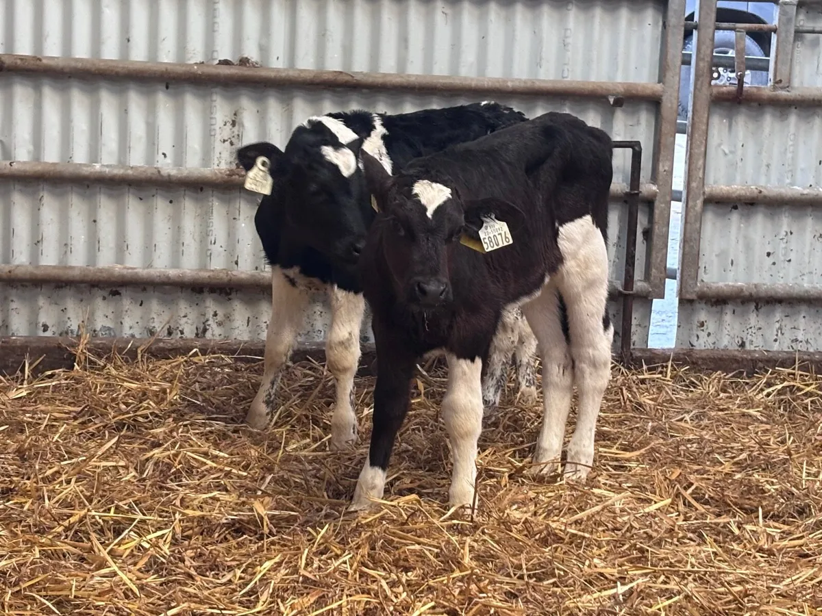Two Freisan heifer calves for sale @€240 - Image 4