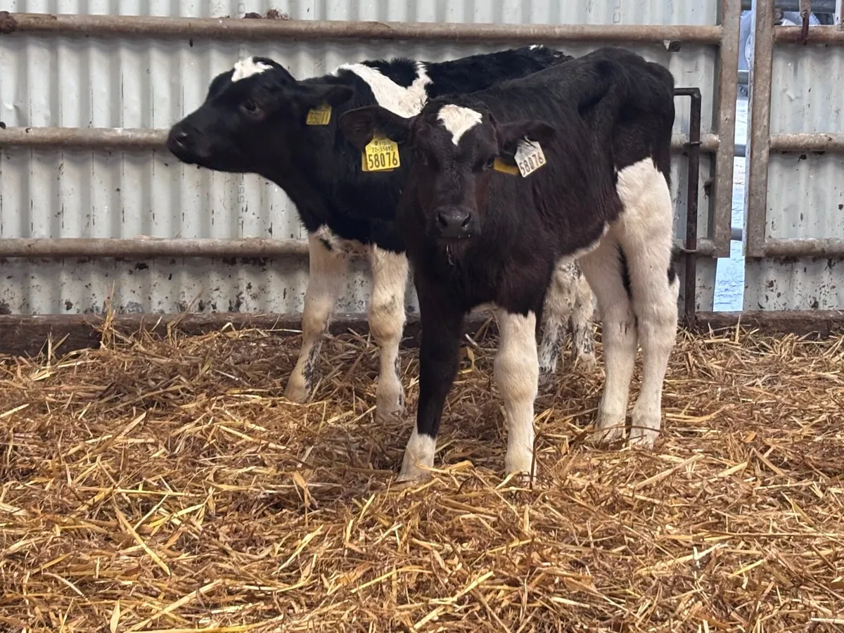 Two Freisan heifer calves for sale @€240 - Image 2