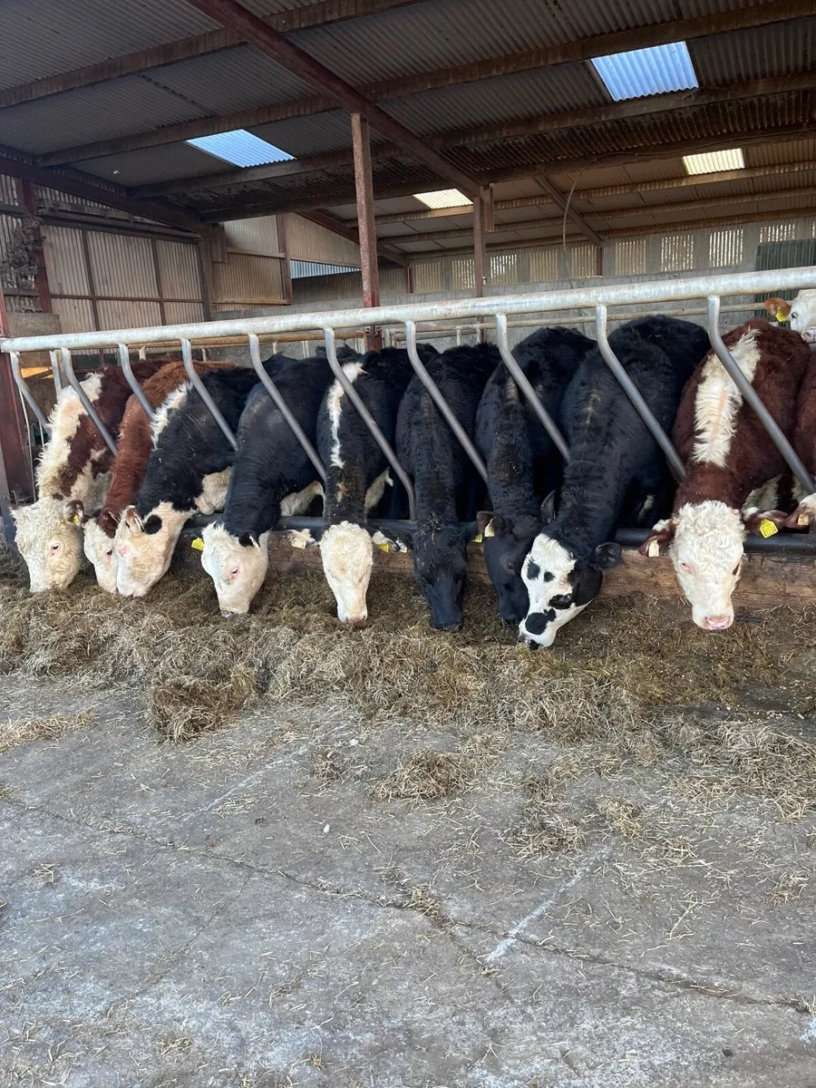 16 yearling heifers - Image 1