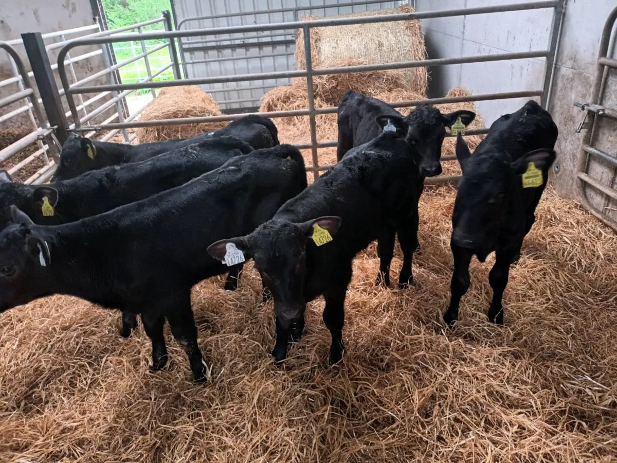 6 STRONG ABERDEEN ANGUS HEIFERS - Image 4