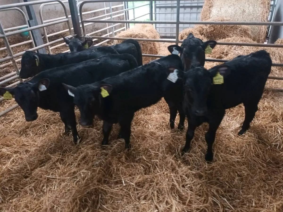 6 STRONG ABERDEEN ANGUS HEIFERS - Image 2