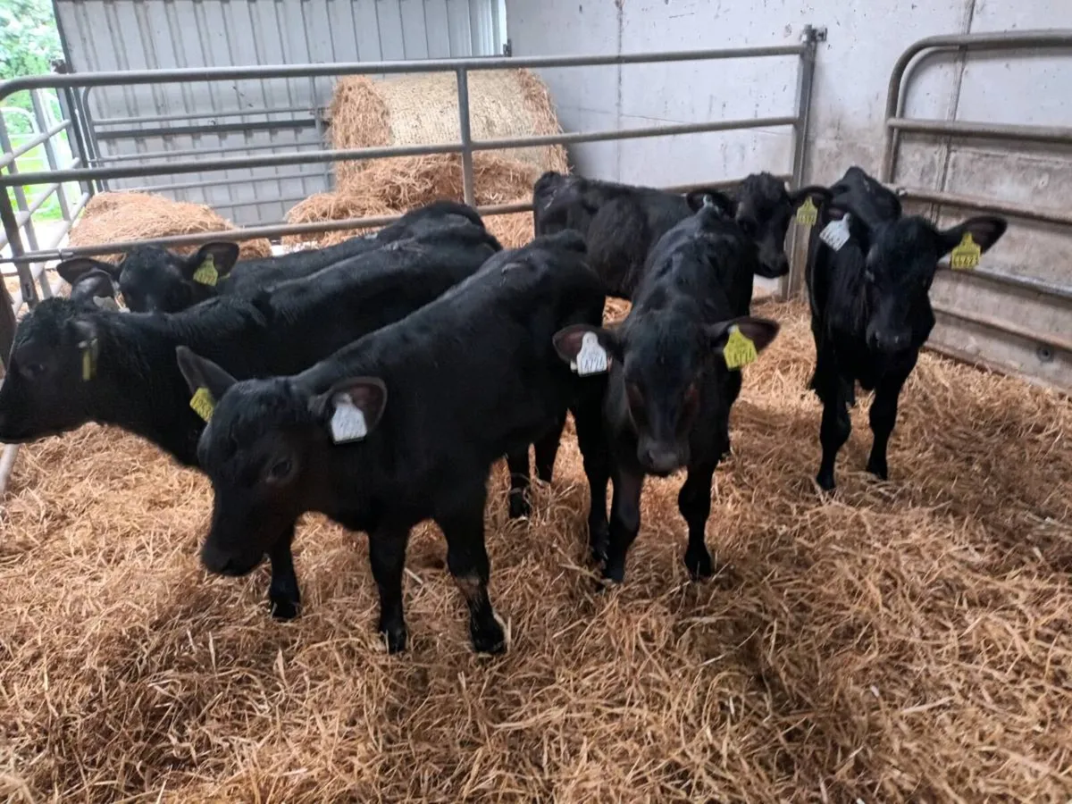 6 STRONG ABERDEEN ANGUS HEIFERS - Image 1