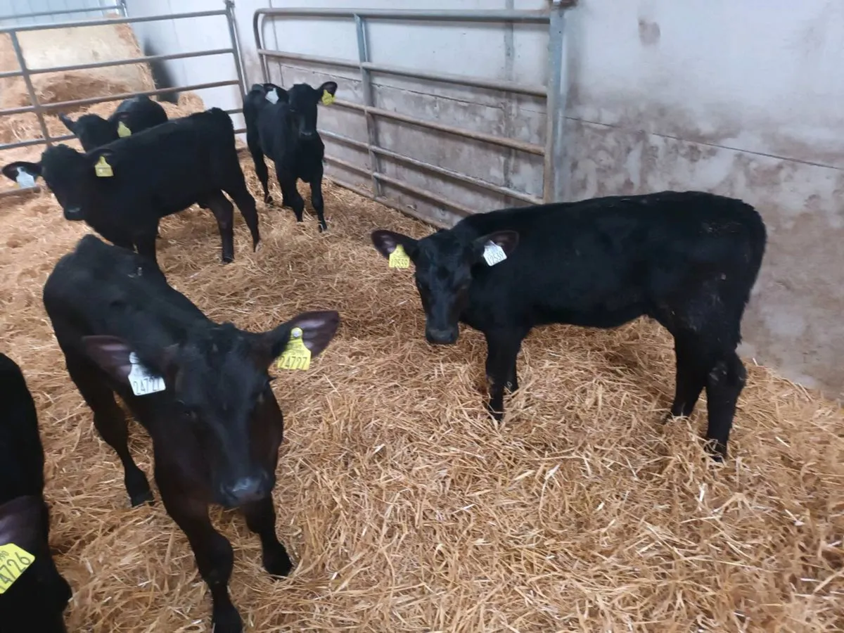 6 STRONG ABERDEEN ANGUS HEIFERS - Image 3