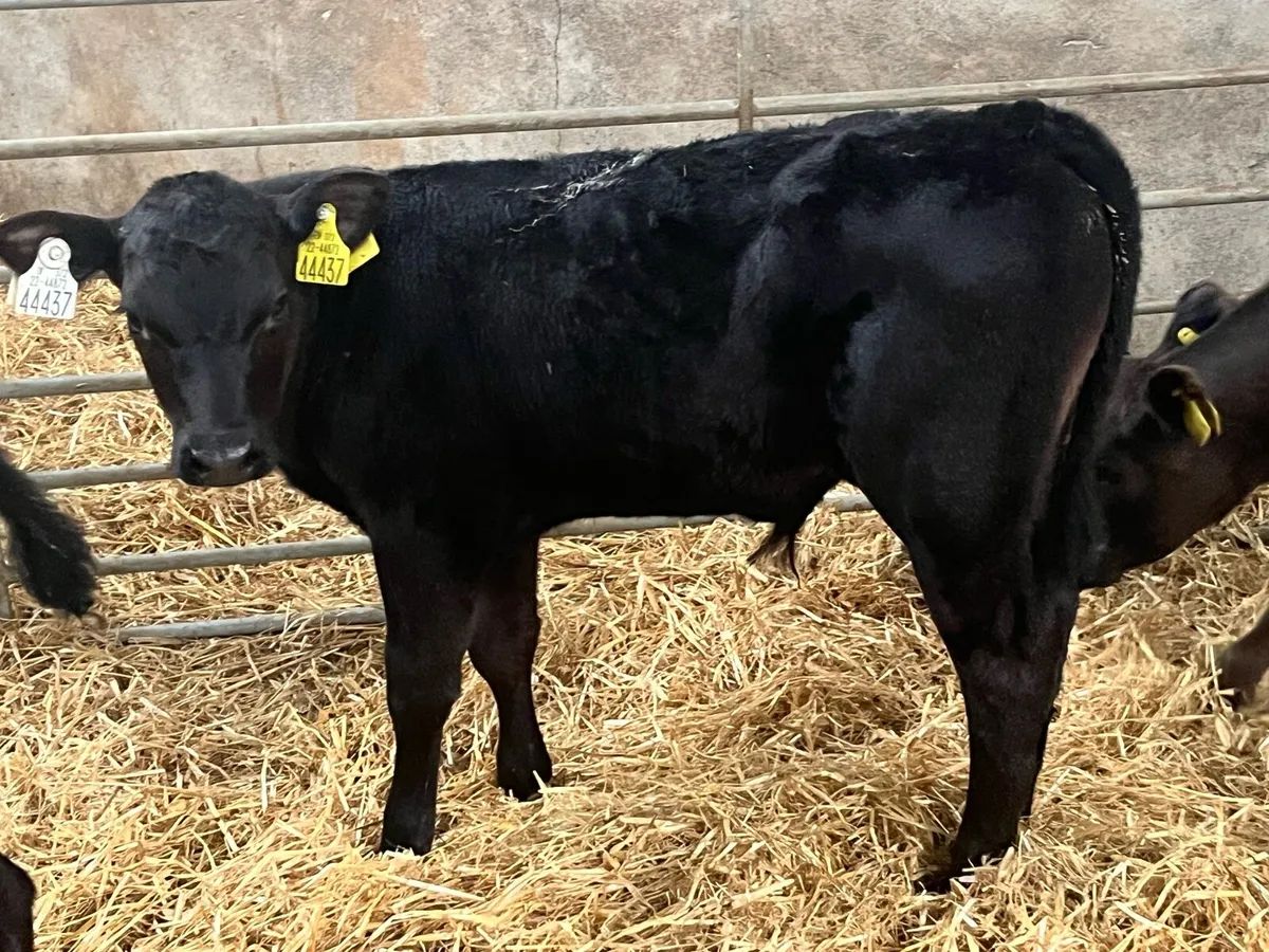10 Super AA SIM BB OAD Calves - Image 1