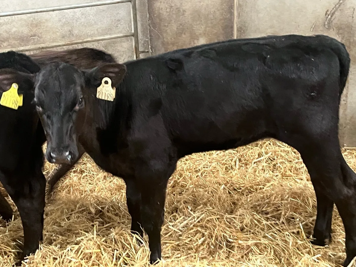 10 Super AA SIM BB OAD Calves - Image 3