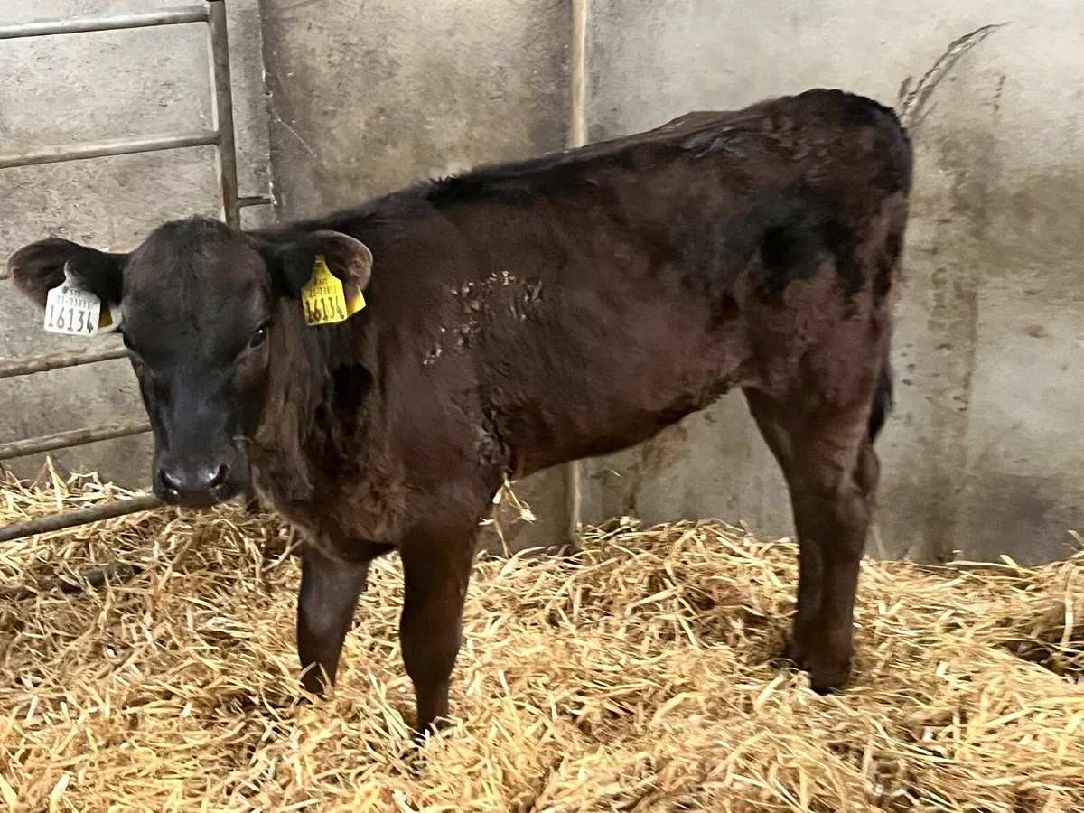 10 Super AA SIM BB OAD Calves - Image 4