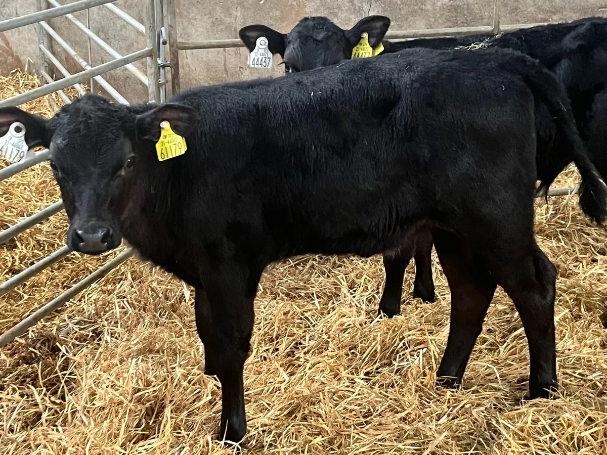 10 Super AA SIM BB OAD Calves - Image 2