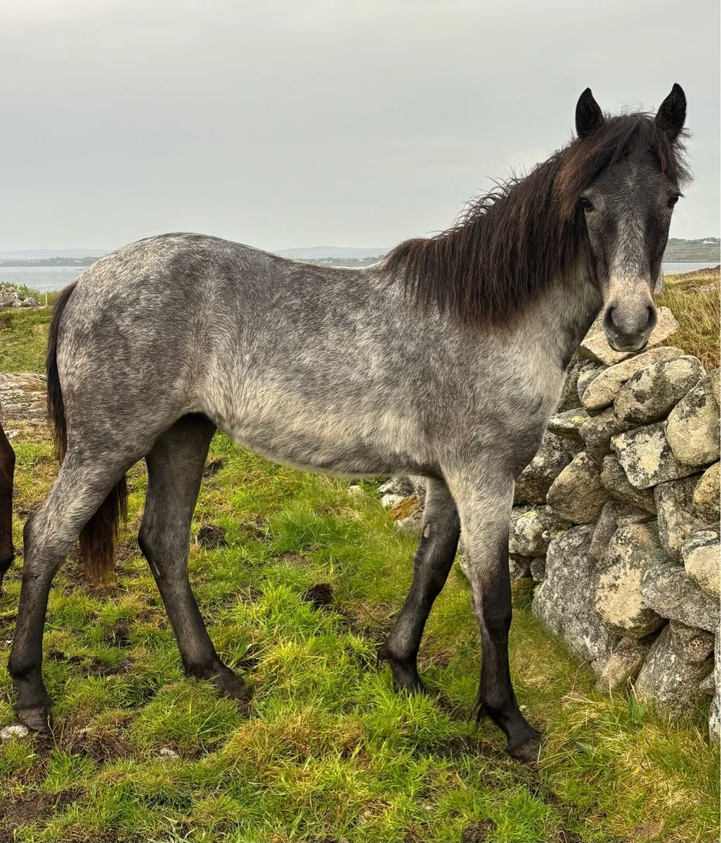 Connemara yearling filly - Image 3
