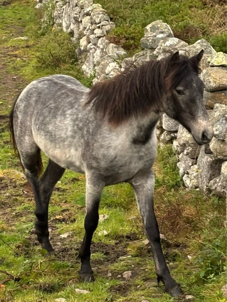 Connemara yearling filly - Image 1