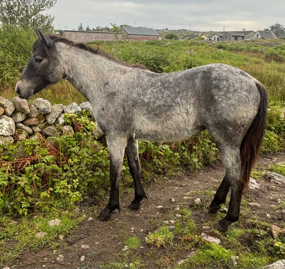 Connemara yearling filly - Image 4