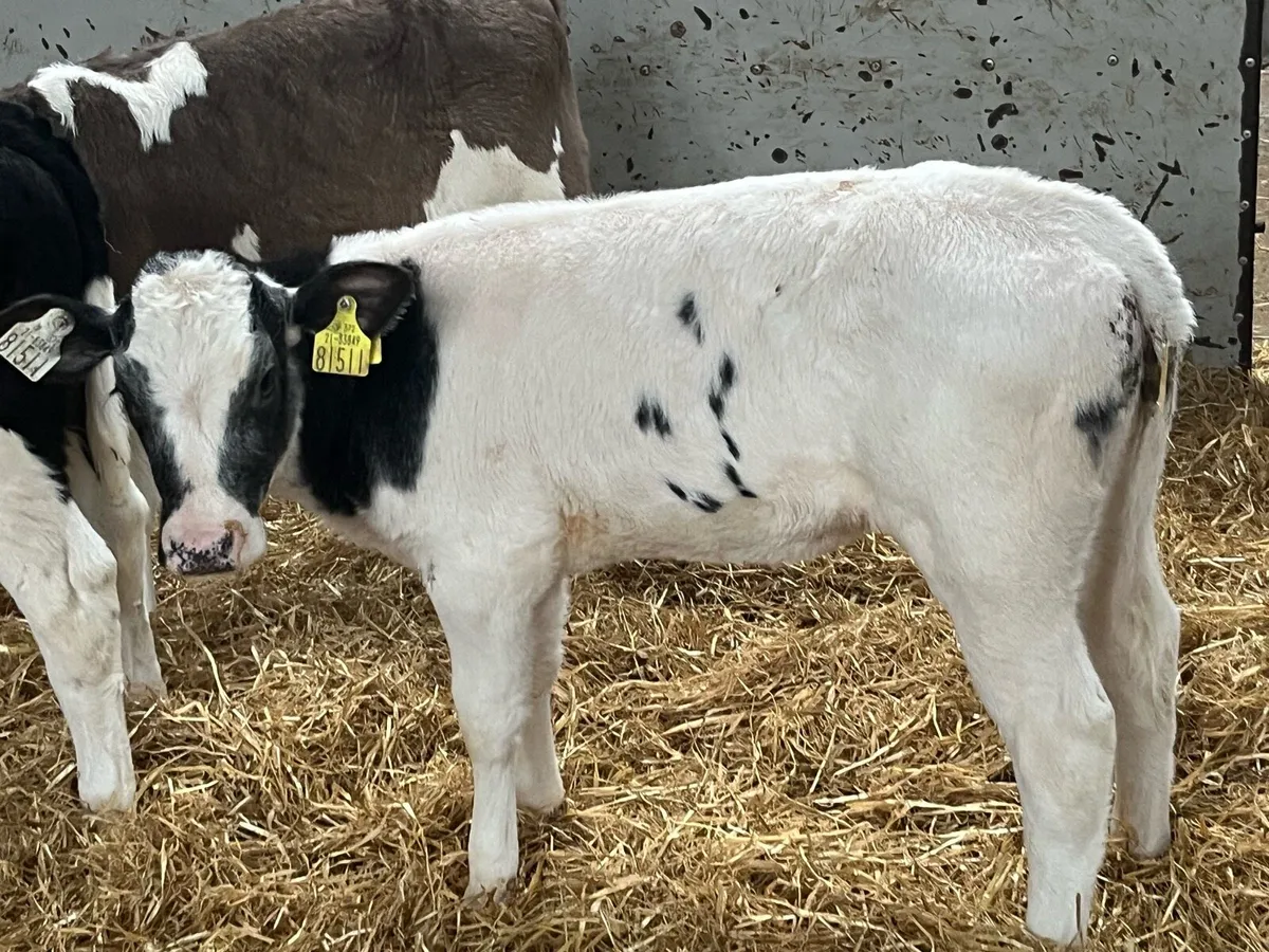 Reared Continental Heifer Calves - Image 2